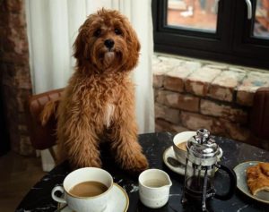 Leven is one of the best dog-friendly hotels in Manchester.