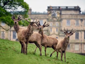 Red deer with the house at Lyme Park in the background