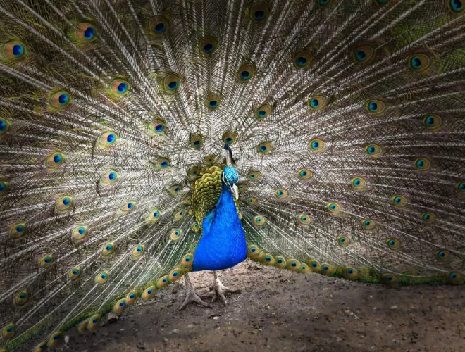 A peacock displaying its tail feathers at Walton Hall & Gardens