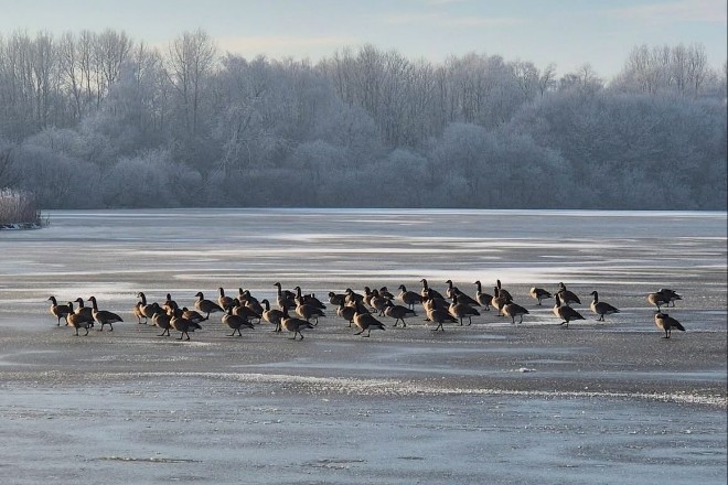 A flock of geese at Pennington Flash