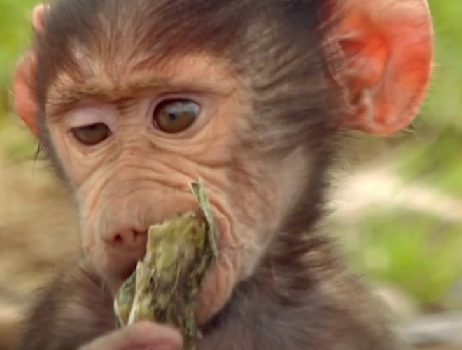 Cute little monkey at Knowlsey Safari Park