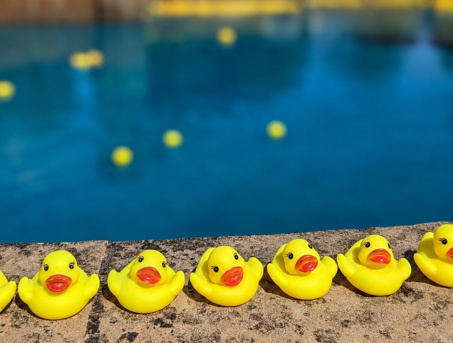 Rubber ducks at the fountain at Thornbridge Estate