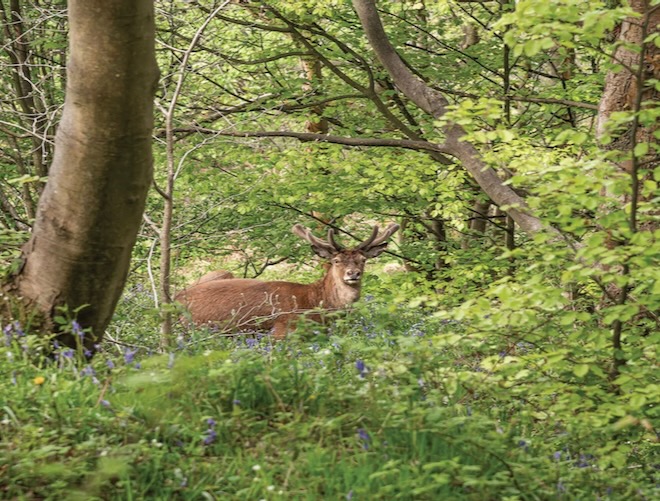 Deer in woodland at Longshaw Estate, Peak District, Derbyshire by Kev Dunnington