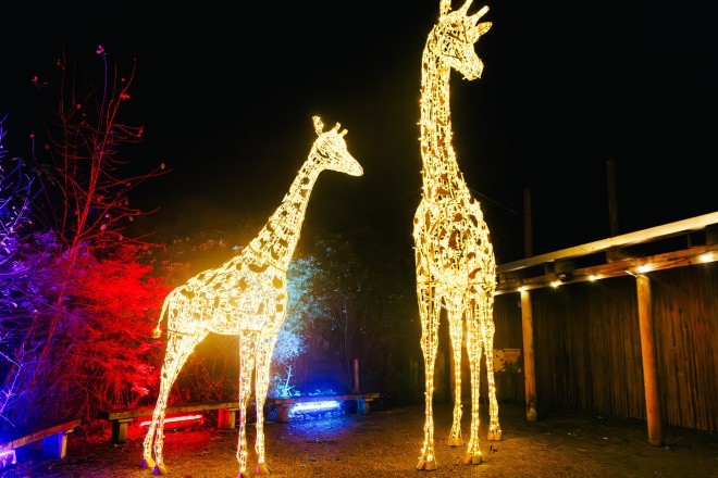 Light-up giraffes after dark at Knowsley Safari
