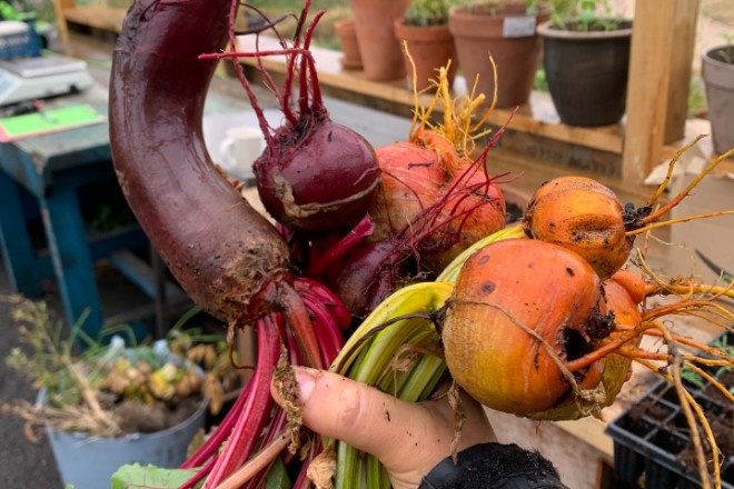 A selection of beetroot from Platt Fields Garden Market