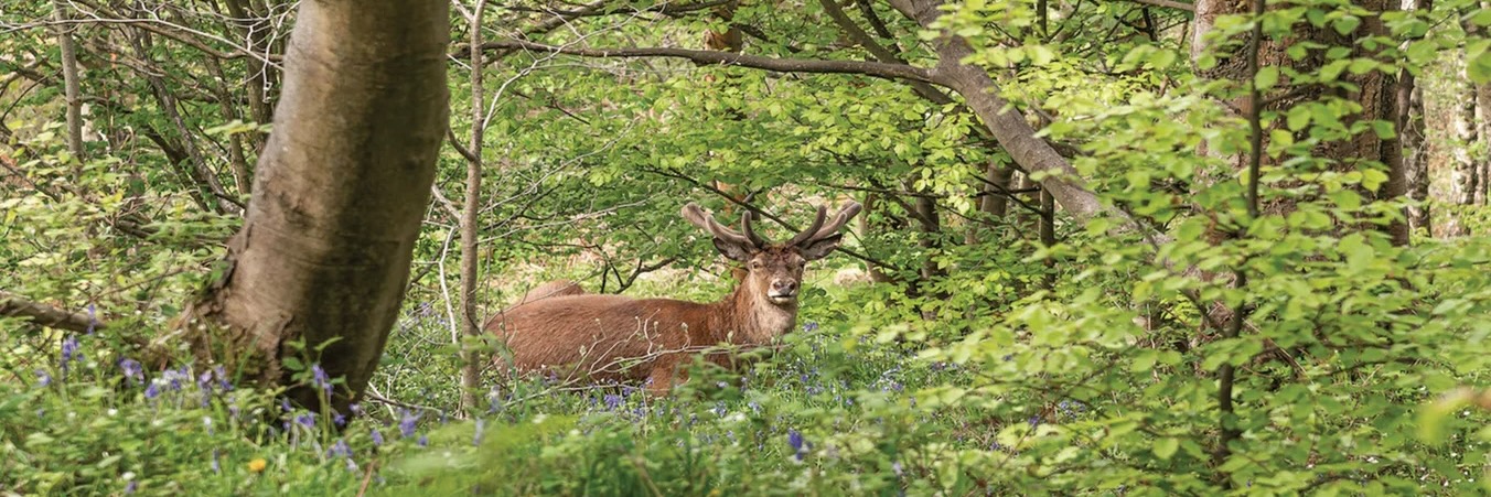 Deer in woodland at Longshaw Estate, Peak District, Derbyshire by Kev Dunnington