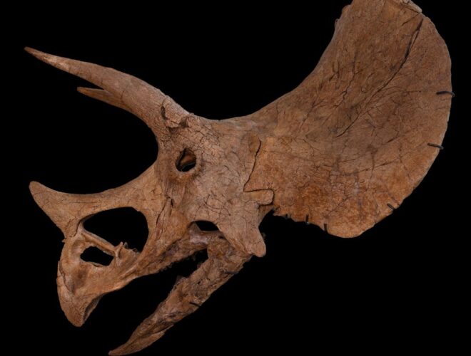 Triceratops skull from Manchester Museum's triceratops exhibition
