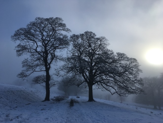 Winter trees in the snow at Lyme Park