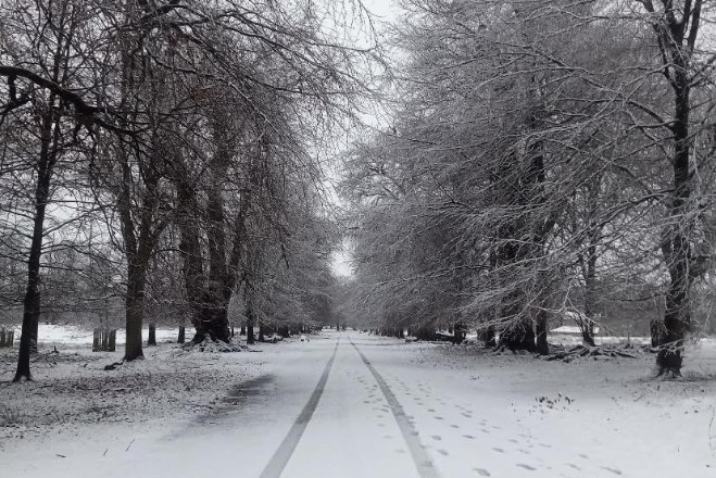 Snowy footpath flanked by trees at Dunham Massey
