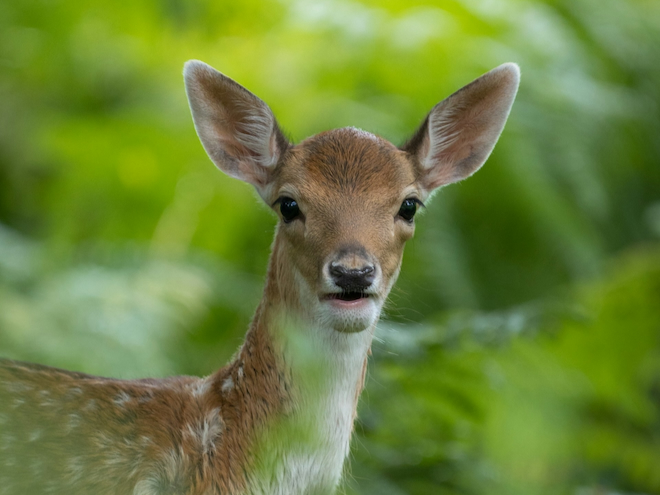 A fawn against a backdrop of green woodland at Dunham Massey.