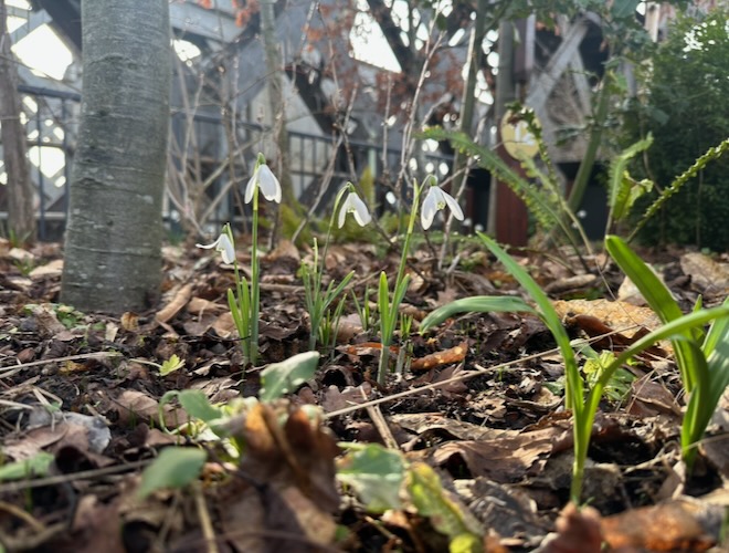Snowdrops at Castlefield Viaduct.