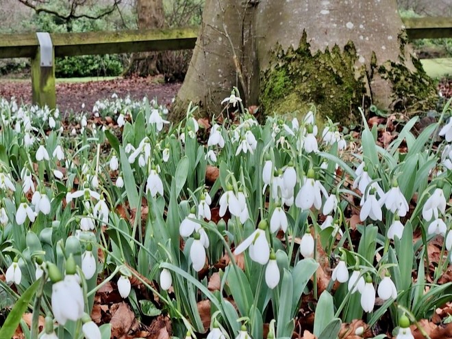 Snowdrops at Heaton Park.