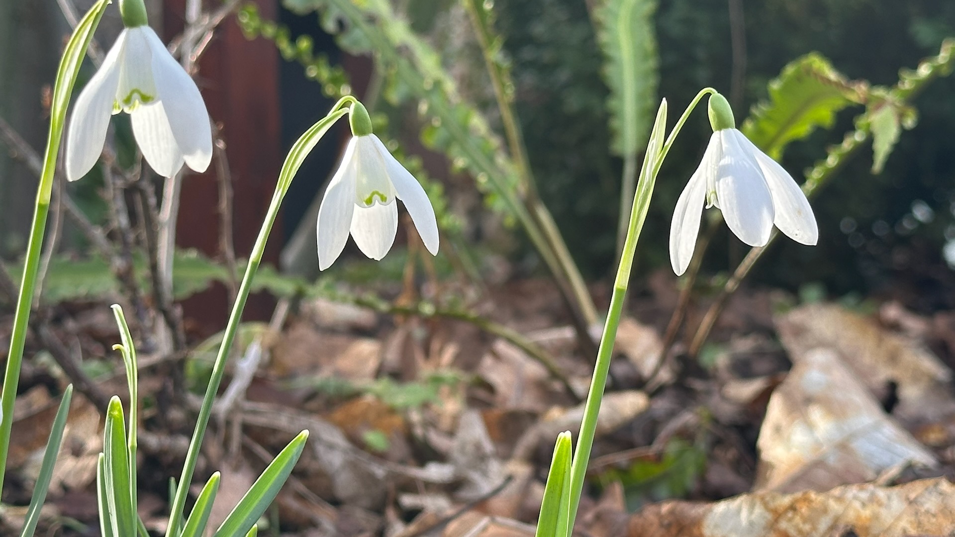 Closeup of snowdrops in the sunshine.