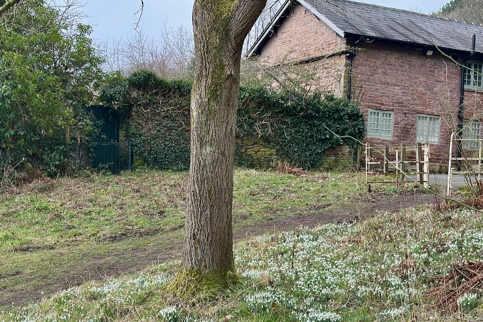 Snowdrops under a tree with a red-brick cottage in the background at Etherow Park.