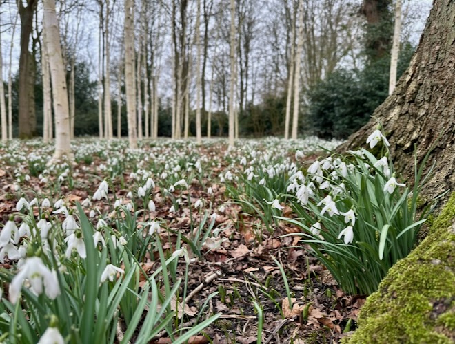 Snowdrops with silver birch trees in the background at Dunham Massey.