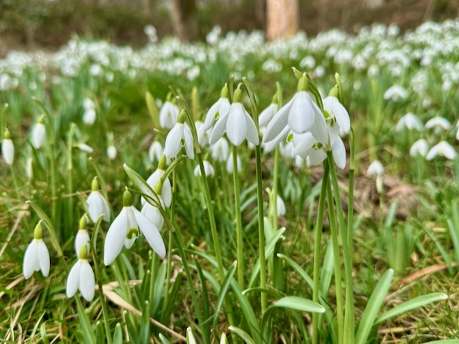 Close-up on snowdrops at Etherow Park.