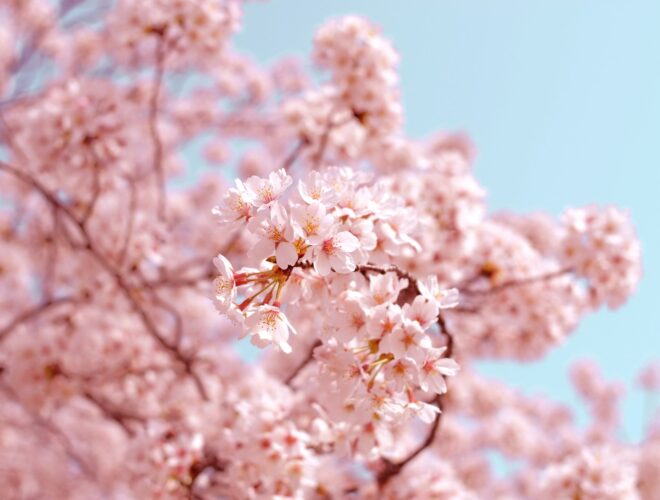 Pink cherry blossom with a pale blue sky.