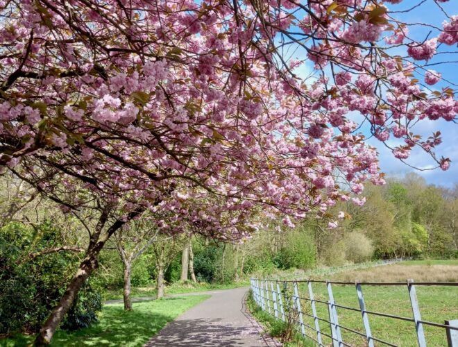 Cherry blossom in a Manchester park.
