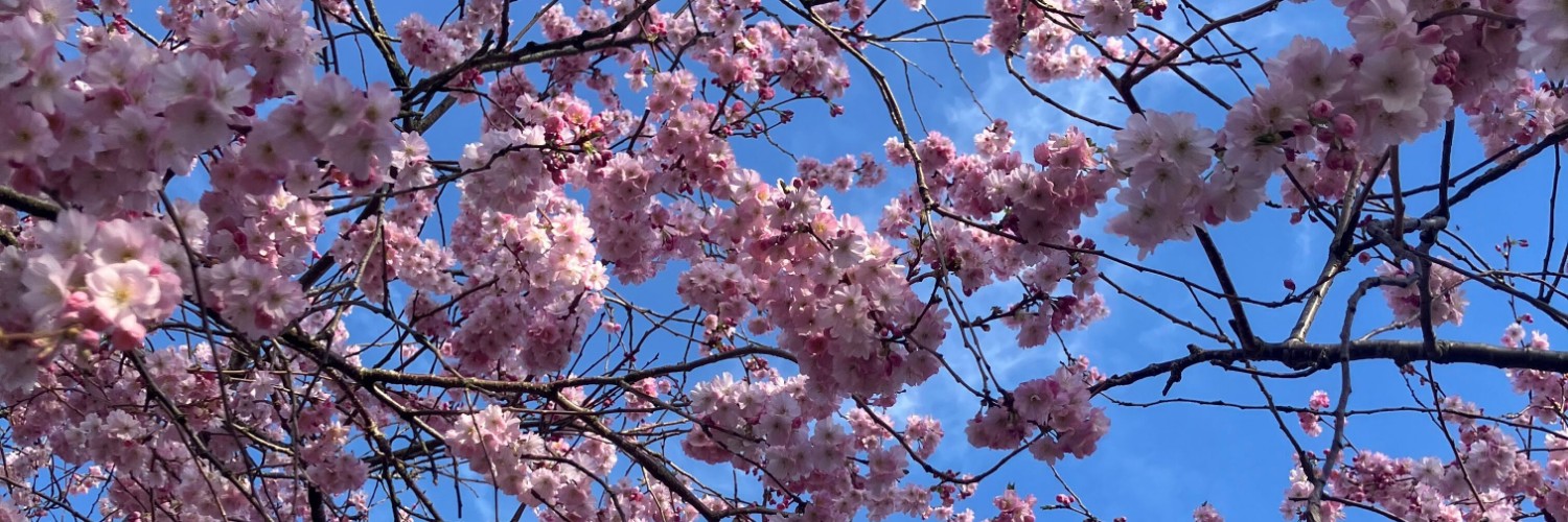 Blossom and blue skies in Chorlton