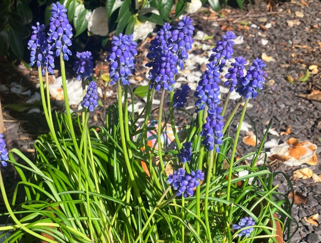 Chocolate bunny hiding among the hyacinths