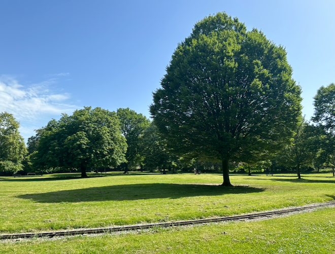 Trees, grass and miniature railway tracks at Manor Park in Glossop, on a sunny day.