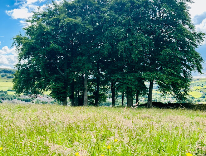 Meadow with trees in Hayfield.