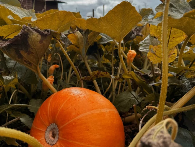 Big orange pumpkin at Cockfields Farm Park