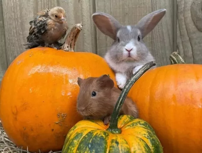 Pumpkins and fluffy rabbits at Smithills Open Farm