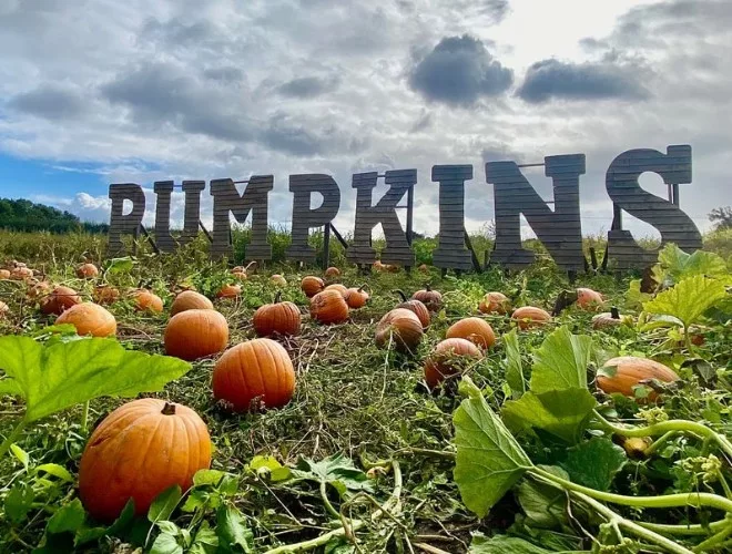 A field of pumpkins at Kenyon Hall Farm