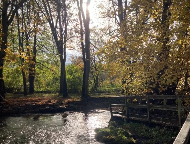 Trees and the River Dove flowing through Beresford Dale